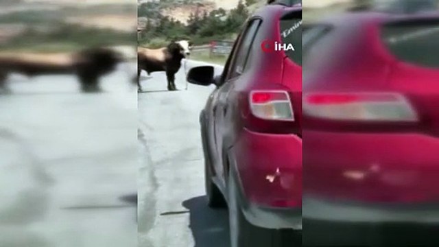 Karayolunda trafiği durduran boğa, sahiplerine korku dolu anlar yaşattı