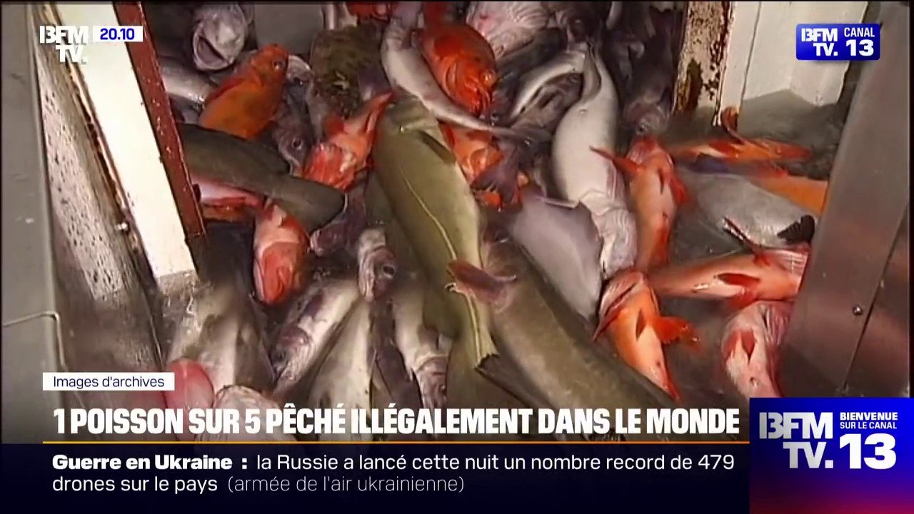 "Une mafia qui a des conséquences très graves": un poisson sur cinq est pêché illégalement dans le monde