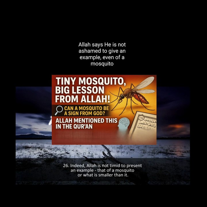 Reflect / Verses : Mosquito 🦟