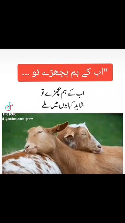 Ab Ke Hum Bichhde To…🐂🐏 | Eid ul Azha Funny Quote | Urdu Quotes Grow✍️