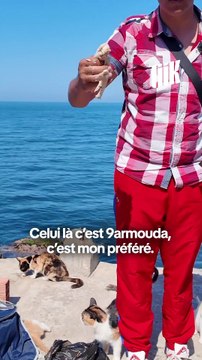 À Alger, il sauve les chats des rues… seul et avec son propre argent !