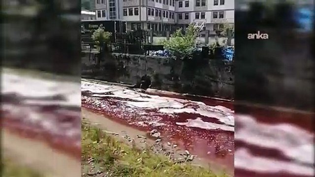 Kurban Bayramı'nda Rize'de dere ve deniz kırmızıya boyandı: Vatandaş tepkili