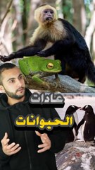 أغرب 3 عادات عند الحيوانات.. مش هتصدق بيعملوا إيه! 😱🧐https://psce.pw/7phwqz#النواة #الضفدع #قرد_الكابوشين #البطريق#Alnawa #Anura #Cebus #Spheniscidae #dubai🇦🇪 #dubailife #trending #travel #nature #wildlife