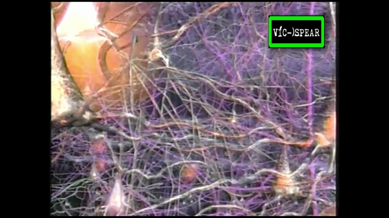 El Cerebro: Evolución - Documental (1998) Español Latino *Carlos Magaña - Episodio 1