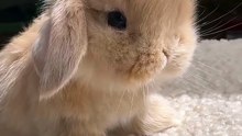 Plush Bunny Come to Life! / Iepuraș de pluș… sau real? 😍