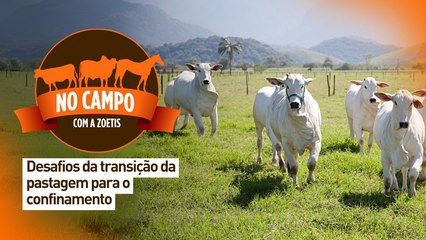 No campo com a Zoetis: desafios da transição da pastagem para o confinamento