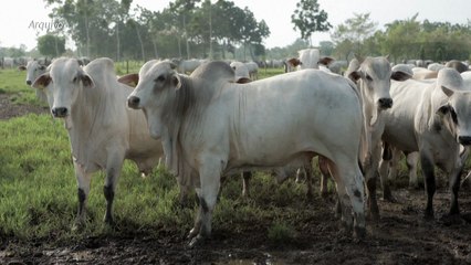 Brasil recebe certificado de país livre de febre aftosa sem vacinação