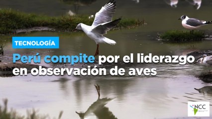 Perú compite por el liderazgo en observación de aves
