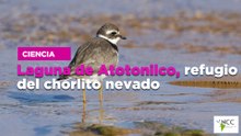 Laguna de Atotonilco, refugio del chorlito nevado