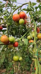 yetiştiricilik bitti ve bitkiler söklüüyor (Cultivation is over and plants are being uprooted)