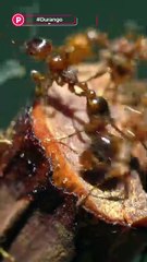 ¿Sabías que los alacranes emiten un sonido parecido al de los grillos?