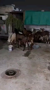 Eid ul Adha Mubarak 2025 bakra eid