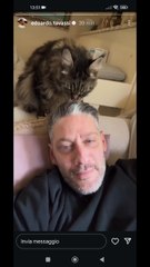 Edoardo tavassi il gatto parrucchiere