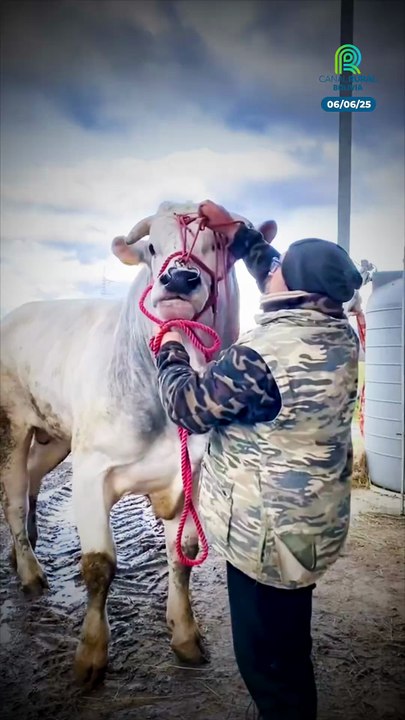 Imponente y legendaria. 🐂