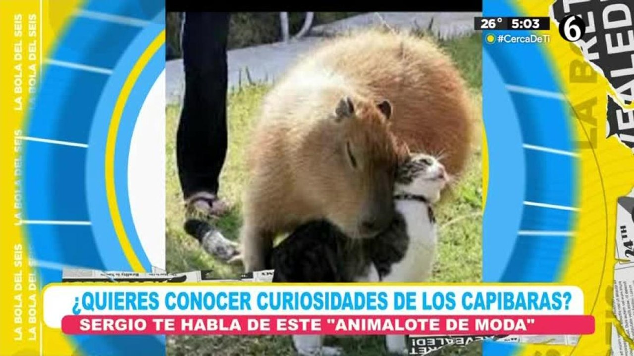 Curiosidades y datos sobre los capibaras