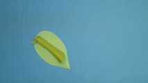 How to Make a Caterpillar Origami | Easy Paper Caterpillar Craft