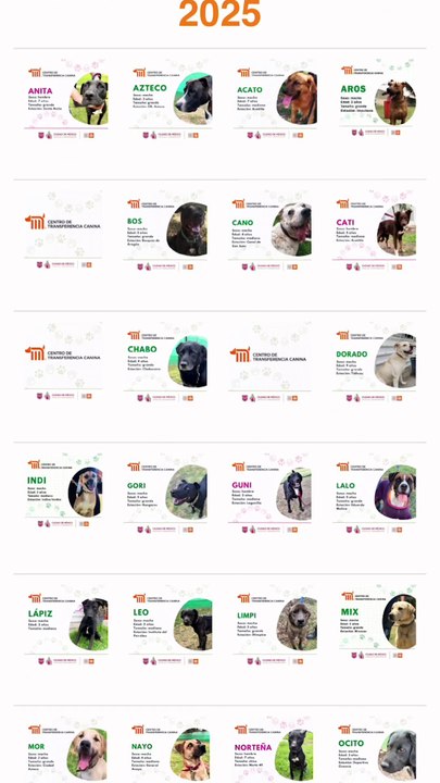 Perros rescatados en el Metro buscan hogar