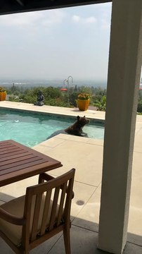 Oso regresa a hogar de California después de incendios forestales