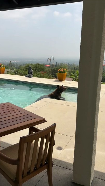 Oso regresa a hogar de California después de incendios forestales