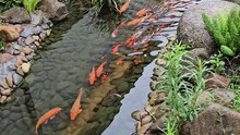 Wonderful scene with orange fishes