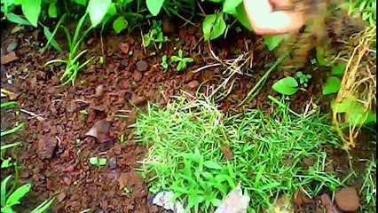 Vlog Merawat Rumput Manila Grass by Diary Rumahan