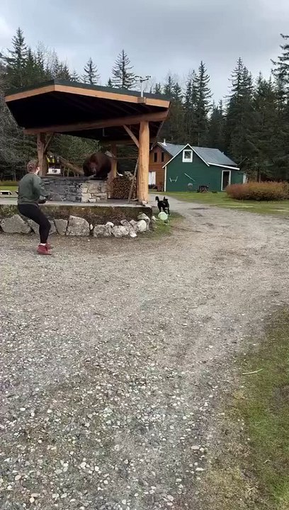 The bear said leash your dog