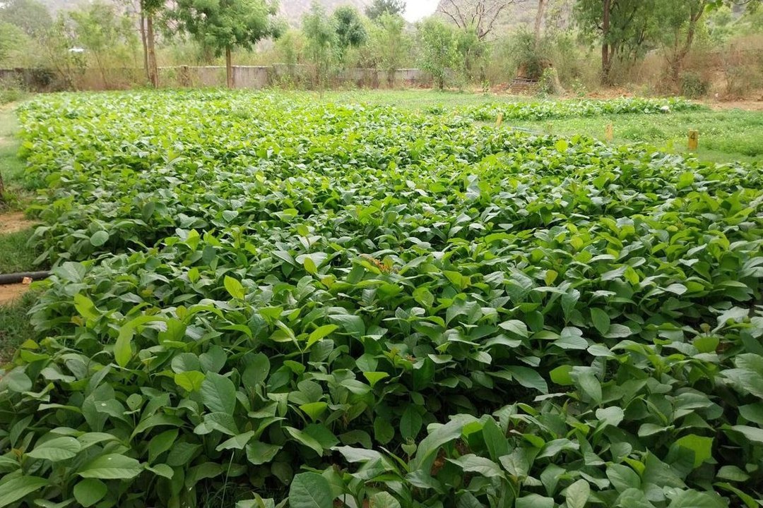 swm news: सागवान के पौधों की बढ़ी मांग, इस बार जिले में डेढ़ लाख से अधिक पौध की तैयार