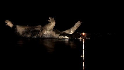 Scarface Daintree River Saltwater Crocodile
