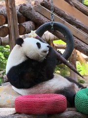 Panda Enjoying Bamboo"