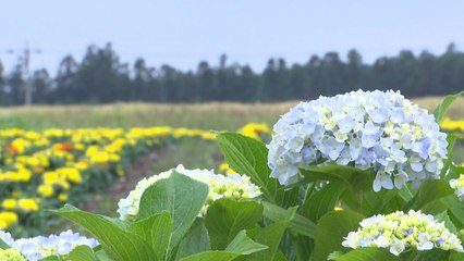 '30도 초여름 더위'...물놀이·꽃놀이에 나들이객 북적 / YTN