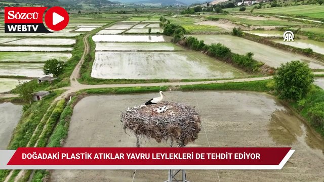 Doğadaki plastik atıklar yavru leylekleri de tehdit ediyor