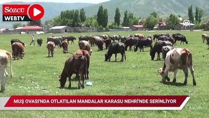 Muş Ovası'nda otlatılan mandalar Karasu Nehri'nde serinliyor