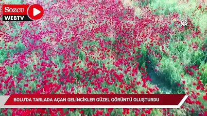 Bolu'da tarlada açan gelincikler güzel görüntü oluşturdu