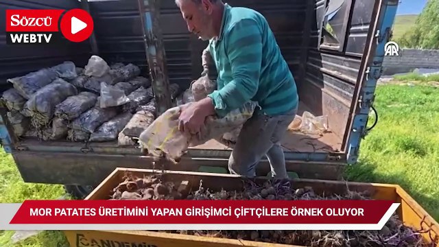 Mor patates üretimini yapan girişimci çiftçilere örnek oluyor