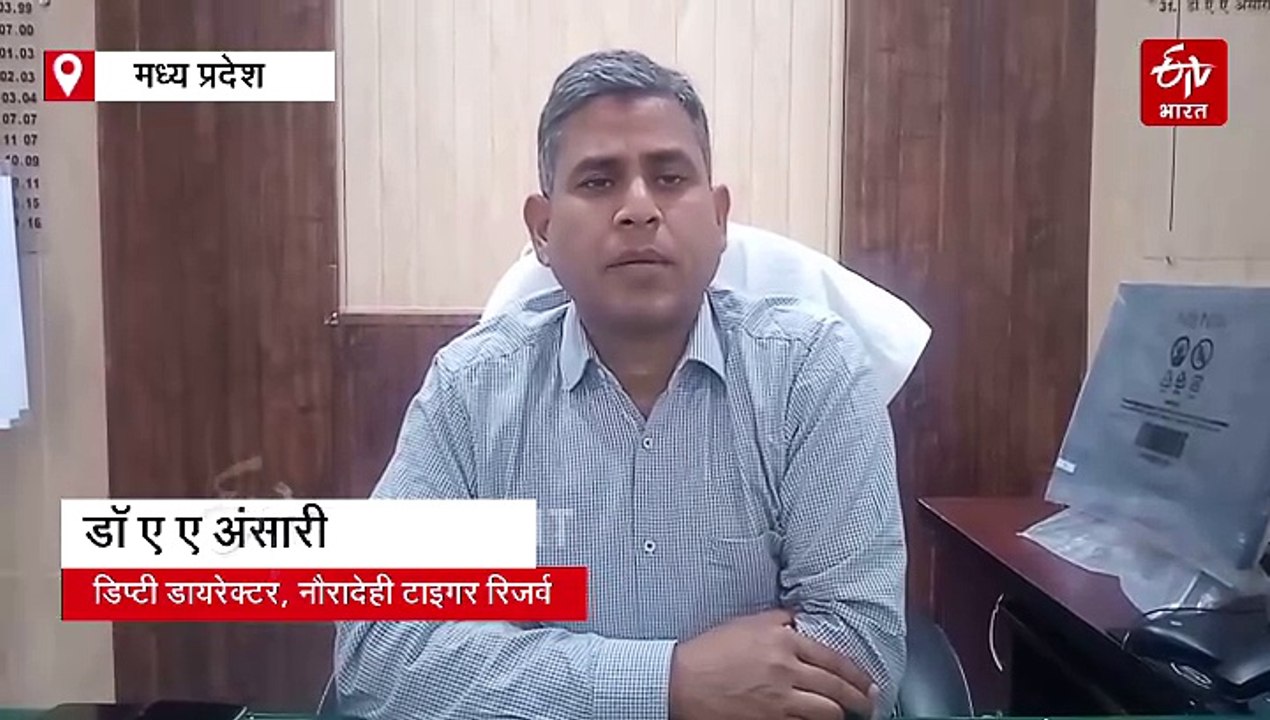 नौरादेही में कुलांचे भर रहे काले हिरण, बाघों और चीतों के डिनर का तगड़ा इंतजाम