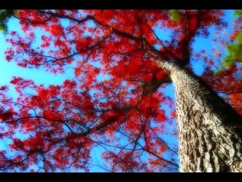 Yildirim Gurses - Son Mektup