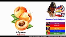 Visual Dict with Audio  магнолия дерево, абрикос, судно на подводных крыльях, вешалка для одежды