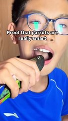 Proof that parrots are really smart