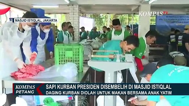Penyembelihan Sapi Kurban Presiden Prabowo & Wapres Gibran, Daging untuk Anak Yatim & Warga Solo