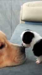 Tiny Dog vs Big Dog – Nose Attack! / Cățel mic vs Câine mare – Atac la nas! 🐶😄