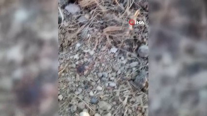 Kayseri’de bir kişinin hayatını kaybettiği Tomarza’da kene görüntülendi