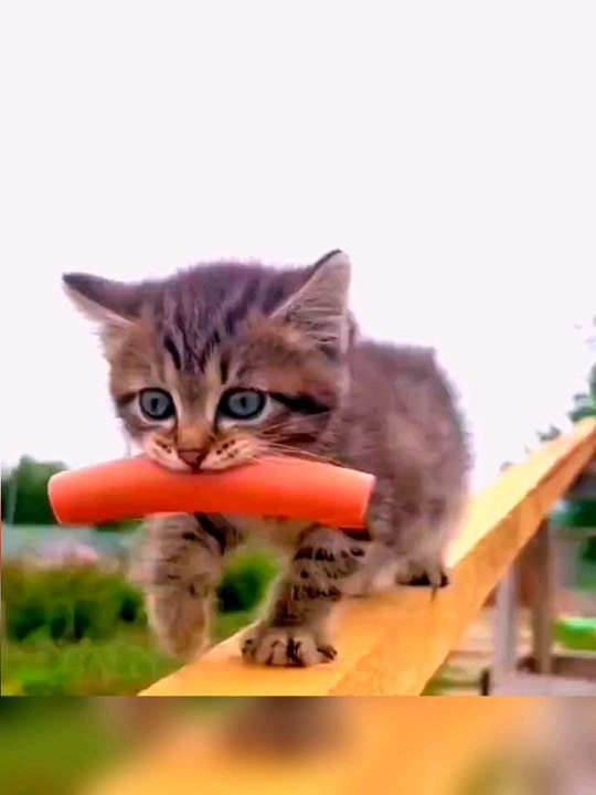 #cat #kitty #dog #friendship #goals #sn2sg #sharing #sunnight #food #sunnightmusic #friendly #sunnightblues #bekind #sunnightpop #theothereye #kindness #help #selfless #kittycat #thoughtful #mindset  #animal #animals #pets #daily #motivation #joy