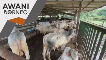 Pengeluaran daging di Sarawak perlu dipertingkat bagi penuhi permintaan