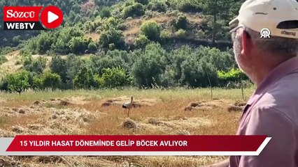 'Garip' leylek 15 yıldır hasat döneminde gelip böcek avlıyor
