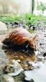 SNAILS STILL RELAXING IN A PUDDED WATER