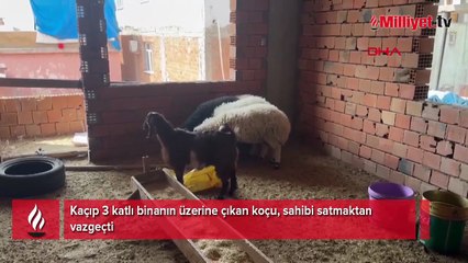 Kuzuyken alıp besledi! Satılmak istenince öyle bir şey yaptı ki sahibi vazgeçti