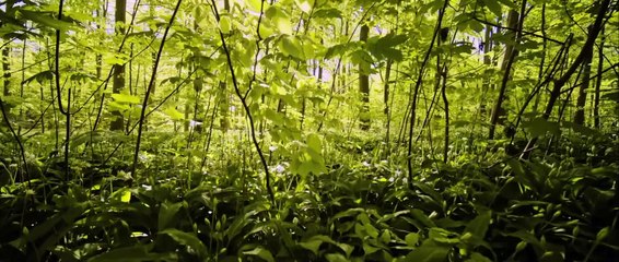 Alice no País das Trevas