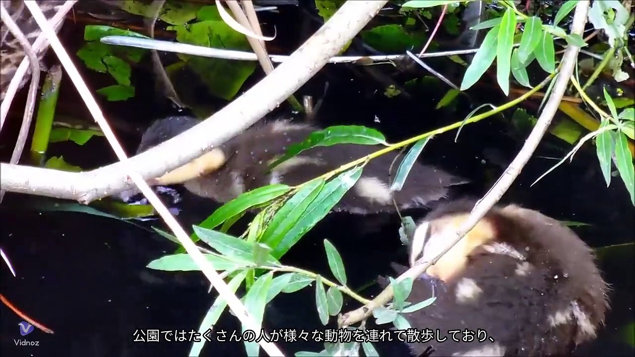 みさこ&有栖川陽子による作成動画（という設定）
