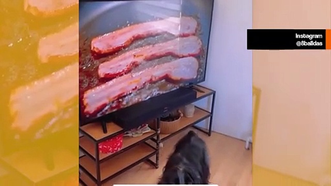 Hulvaton video: koirat ”reagoivat” TV-kuviin