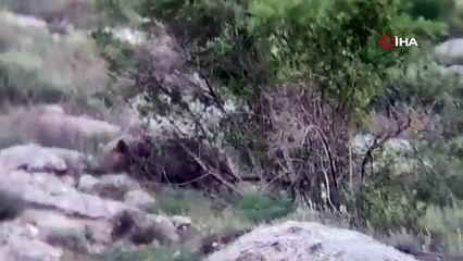 ‘Canım’ diye seslendiği ayıyı kayıt altına aldı! O anlar güldürdü